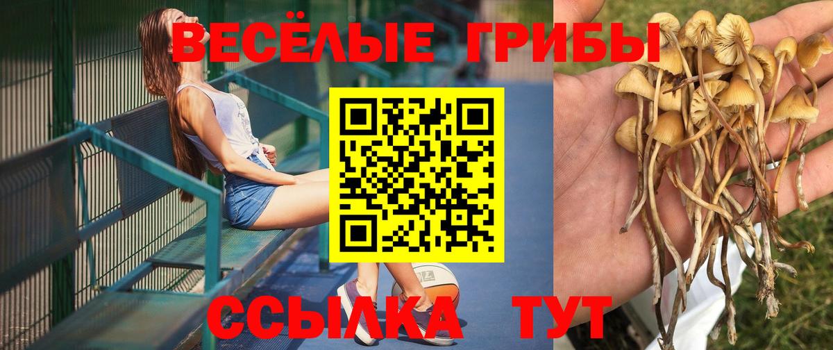 магазин продажи   Галлюциногенные грибы Psilocybine cubensis  Ногинск  Вход с VPN  Псилоцибиновые грибы Psilocybine cubensis 